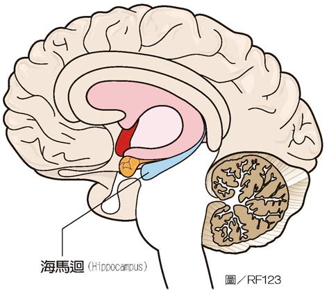 海馬迴再生|26歲後大腦開始萎縮！腦科學實證：讓腦中海馬迴持續。